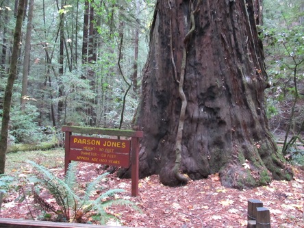 Armstrong, tallest tree