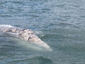Gray Whale, lowres copy