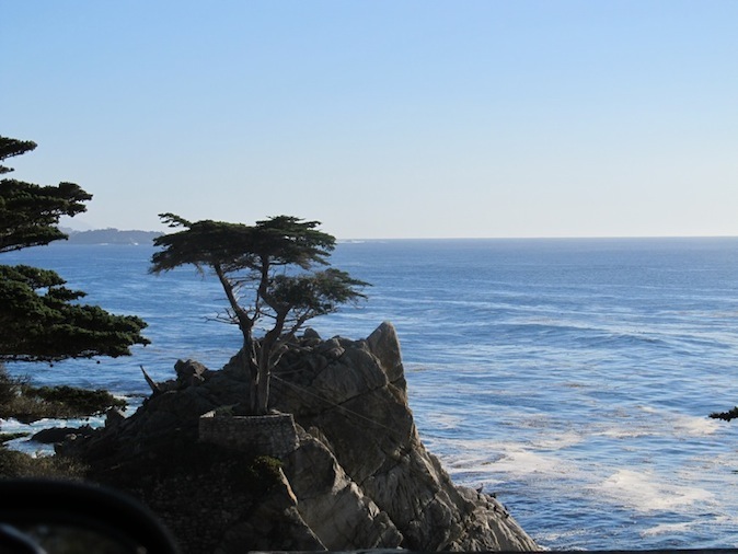 Lone cypress on 17-Mile Drive