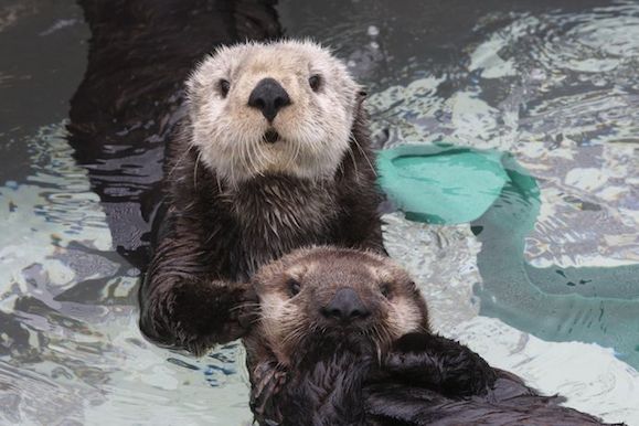 Sea otter with pup, Courtesy of Monteray Bay Aquarium